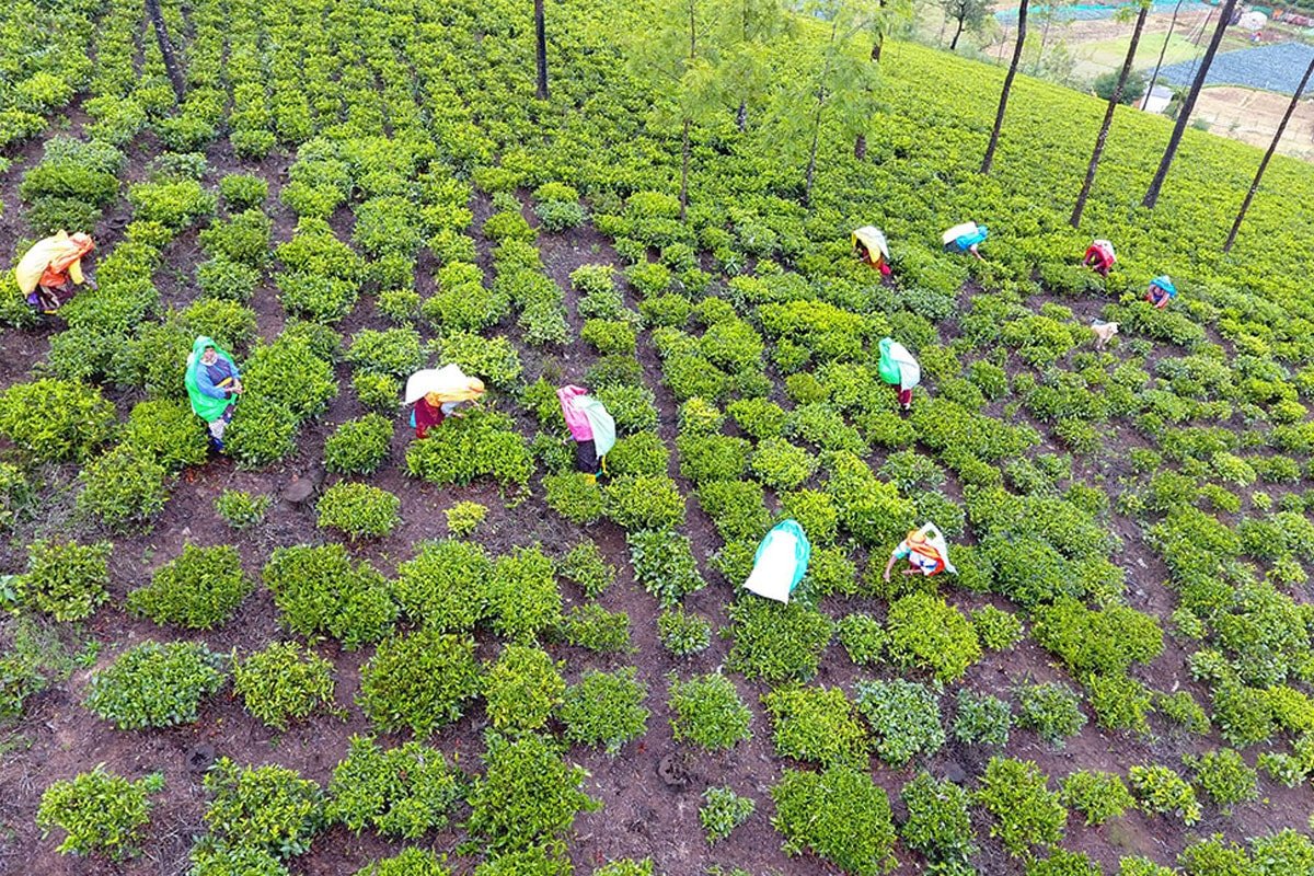 Mannovarai Tea Estate