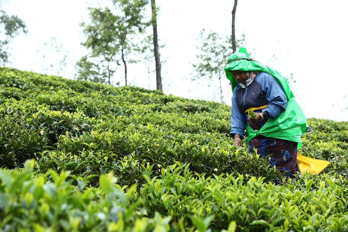 Mannovarai Tea Estate