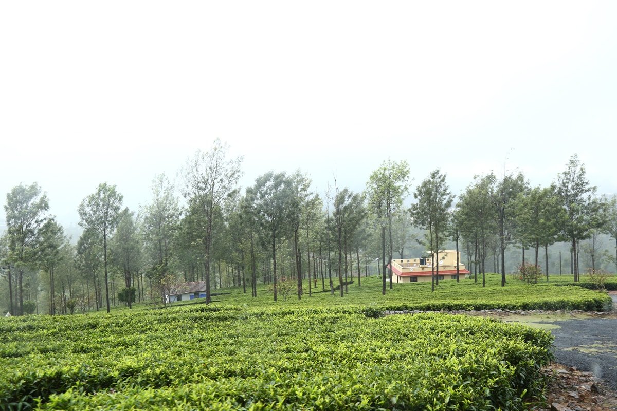 Mannovarai Tea Estate