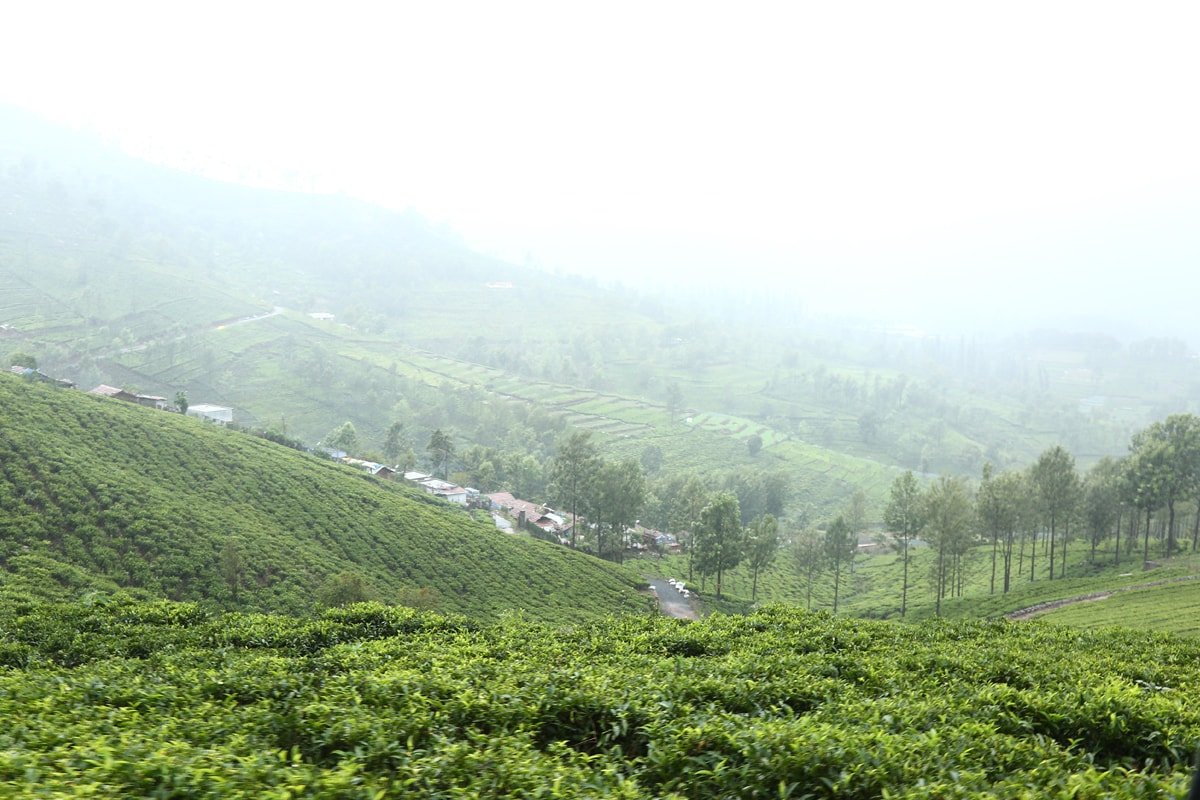 Mannovarai Tea Estate